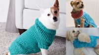 75+ Free Knitting Pattern For Dog Sweater Beginner