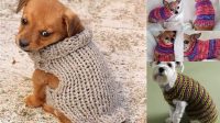 22+ Free Knitting Patterns For Small Dog Sweaters To Download