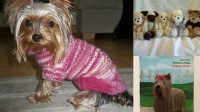 61+ Free Knitting Patterns For Yorkshire Terriers