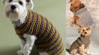 8410+ Free Knitting Patterns For Small Dog Sweaters